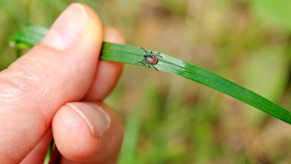 Doctors reveal key signs of Lyme's disease as the tick season intensifies across the United States